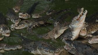 Crocodile Tears